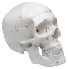 MODEL HUMAN NUMBERED SKULL