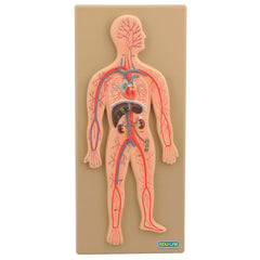 Circulatory System Model Human
