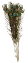 FEATHERS PEACOCK 35-40 IN PACK OF 12