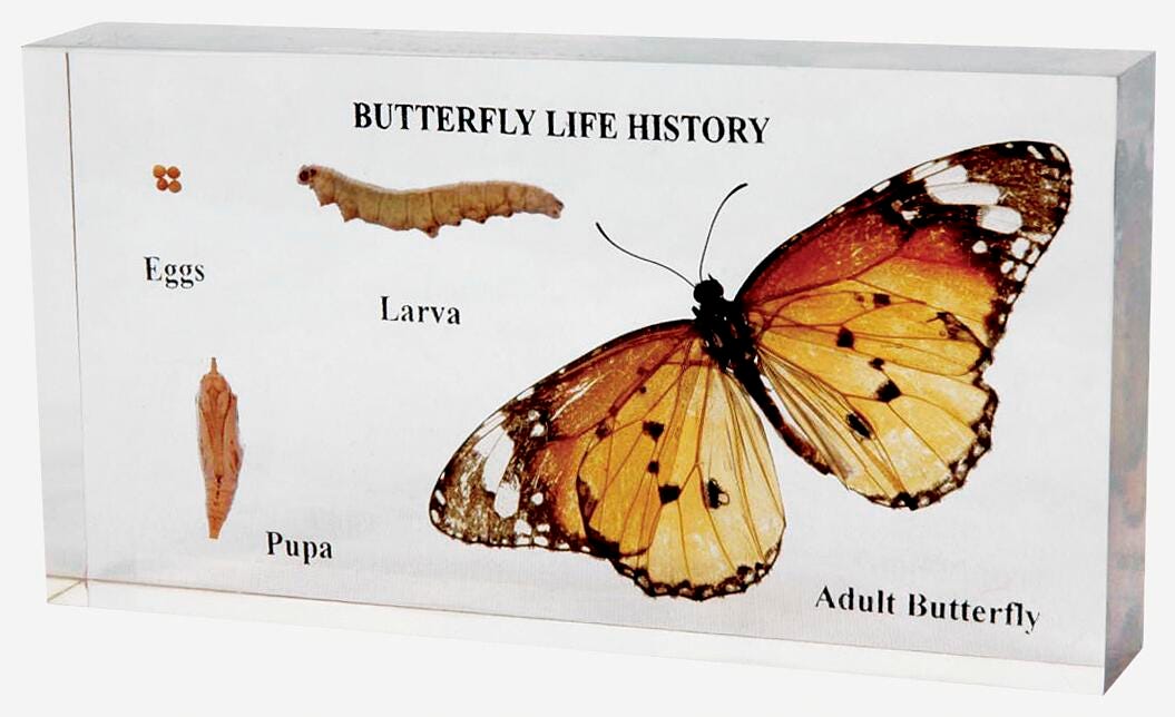 MOUNT BIOPLAST BUTTERFLY LIFE HISTORY