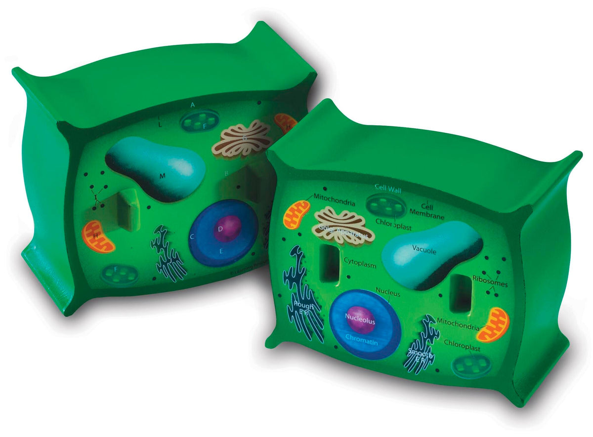 CROSS SECTION PLANT CELL