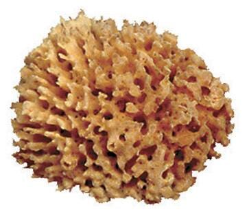 SPONGE SEA WOOL