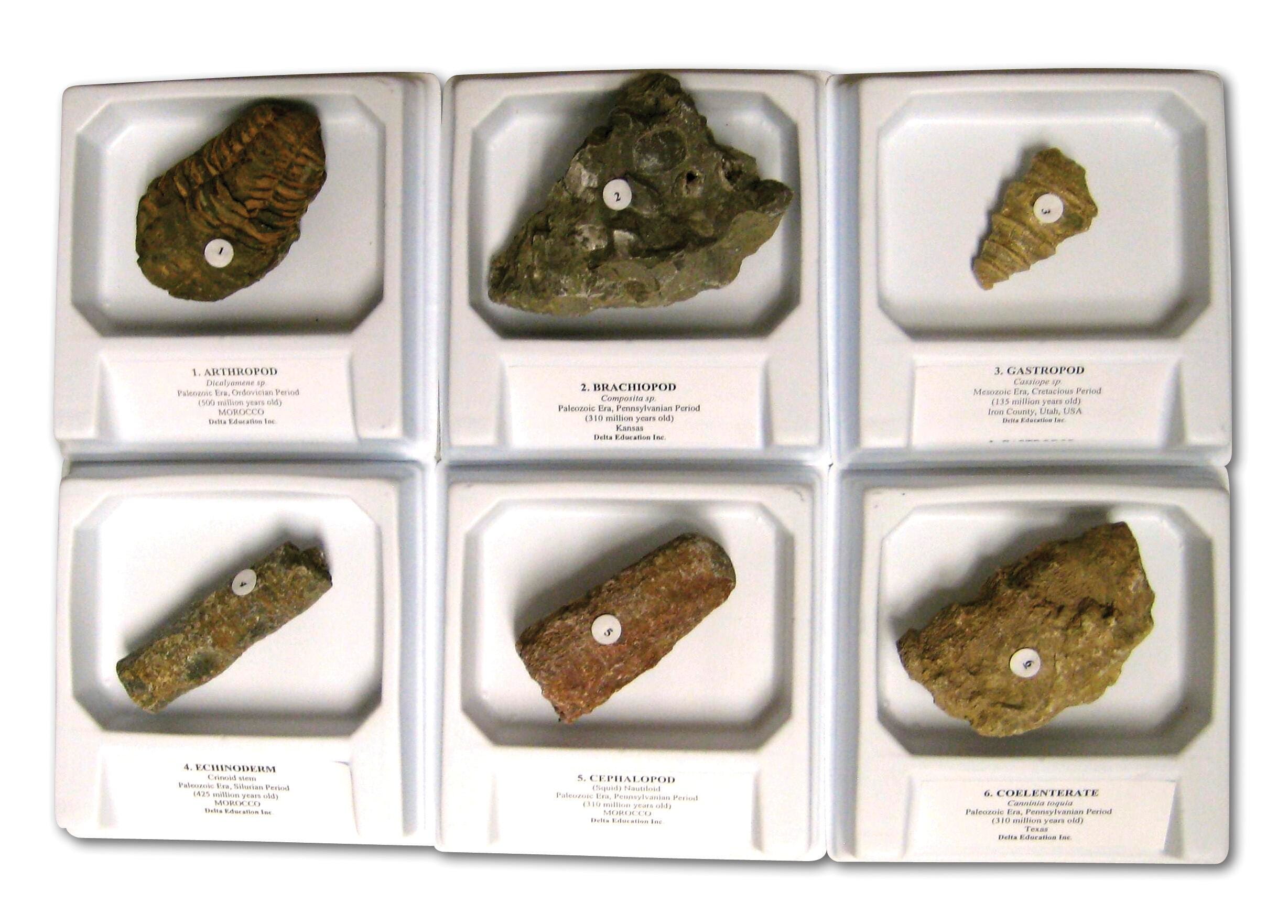 FOSSILS KIT INVERTEBRATES