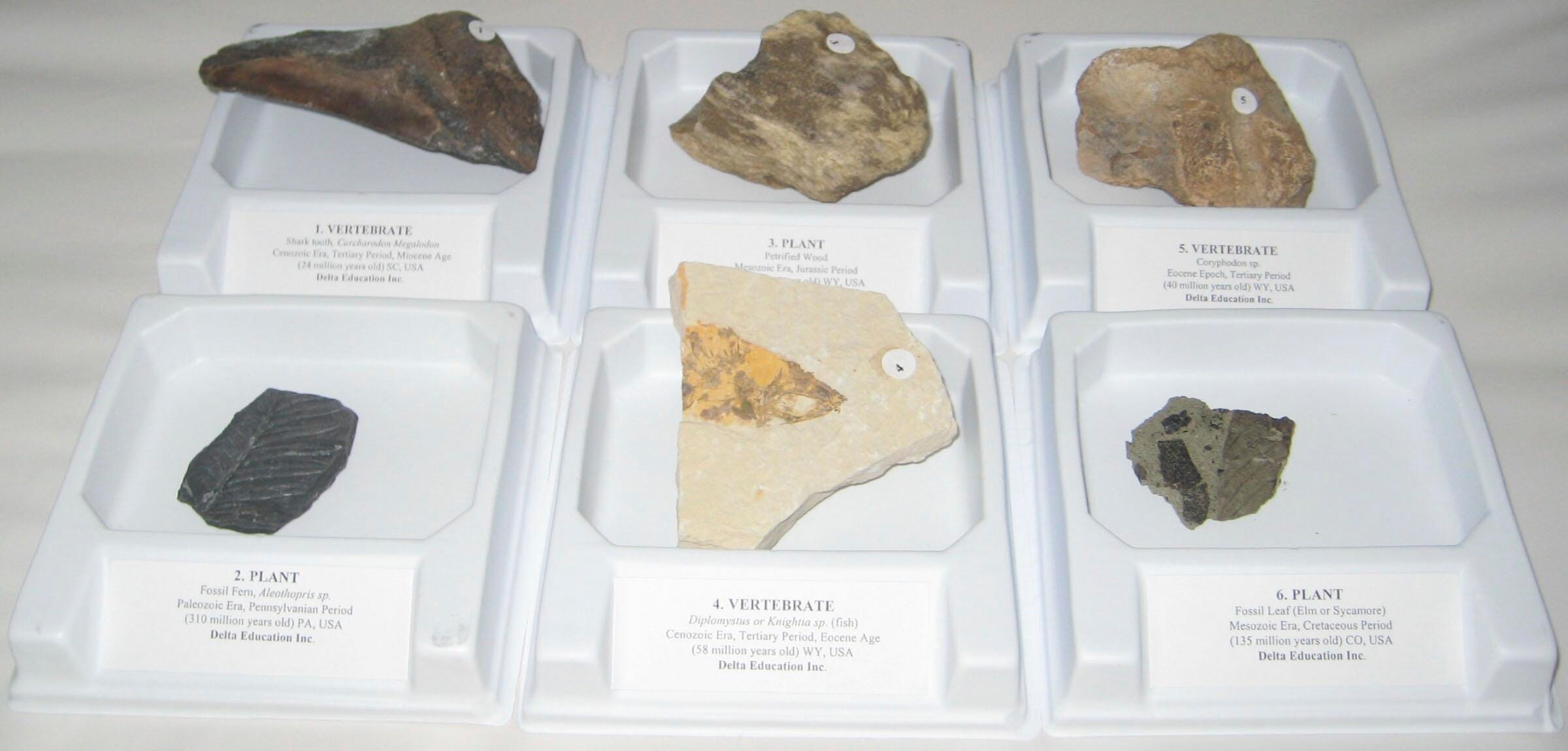 FOSSILS KIT VERTEBRATE PLANT