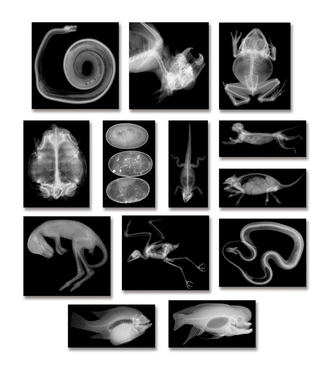 X-RAYS ANIMAL 8X10 SET OF 14