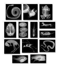 X-RAYS ANIMAL 8X10 SET OF 14