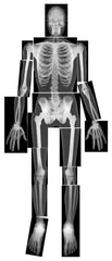 X-RAYS TRUE TO LIFE HUMANS SET OF 18