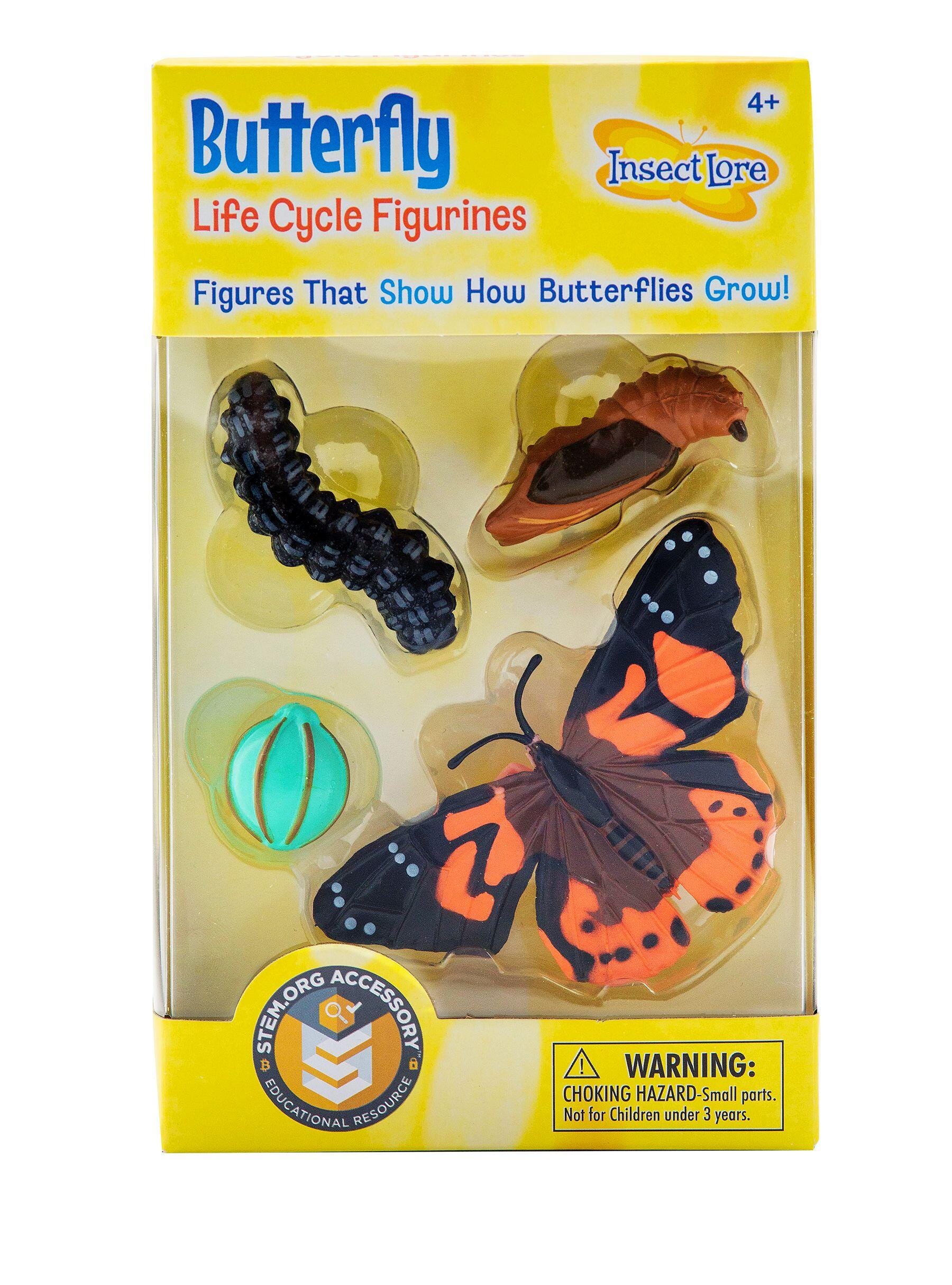 LIFE CYCLE STAGES BUTTERFLY