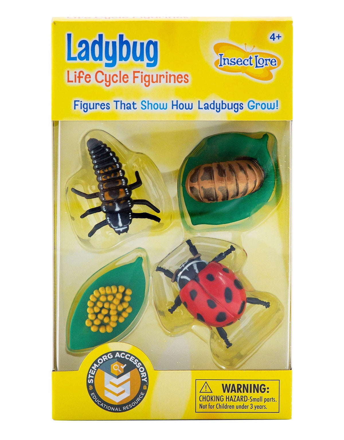LIFE CYCLE STAGES LADYBUG