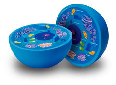 MODEL CROSS SECTION ANIMAL CELL