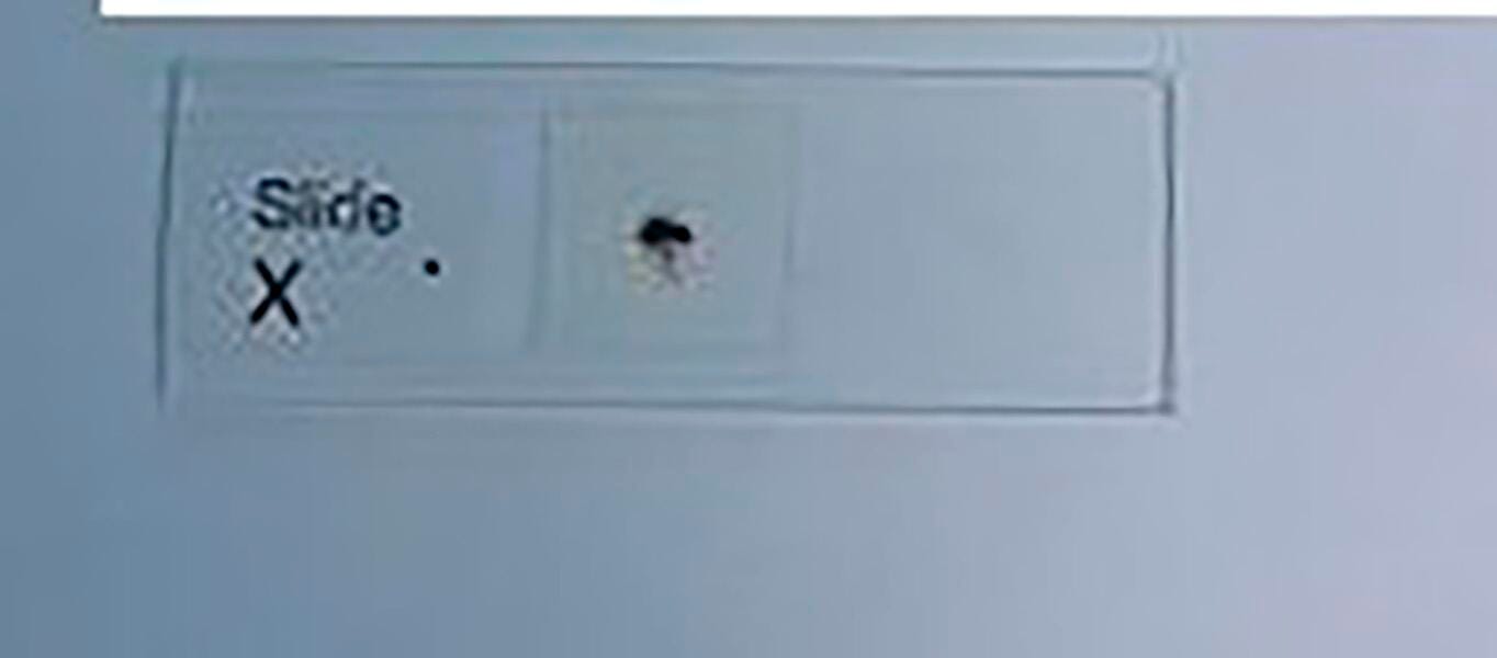 SLIDE X - DROSOPHILA SLIDE PK/15