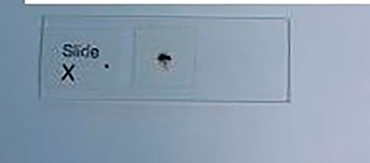 SLIDE X - DROSOPHILA SLIDE PK/15