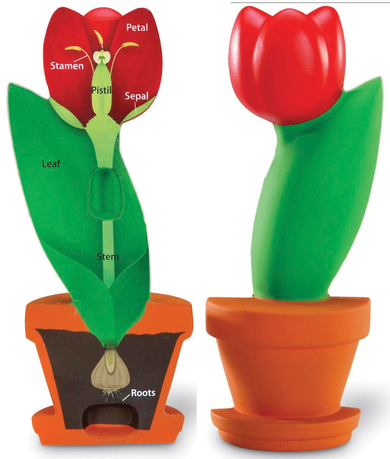 MODEL FOAM CROSS SECTION FLOWER