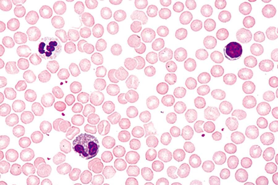 SLIDE HUM BLOOD SM RED+WHITE CELLS
