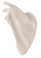 BONE RIGHT SCAPULA