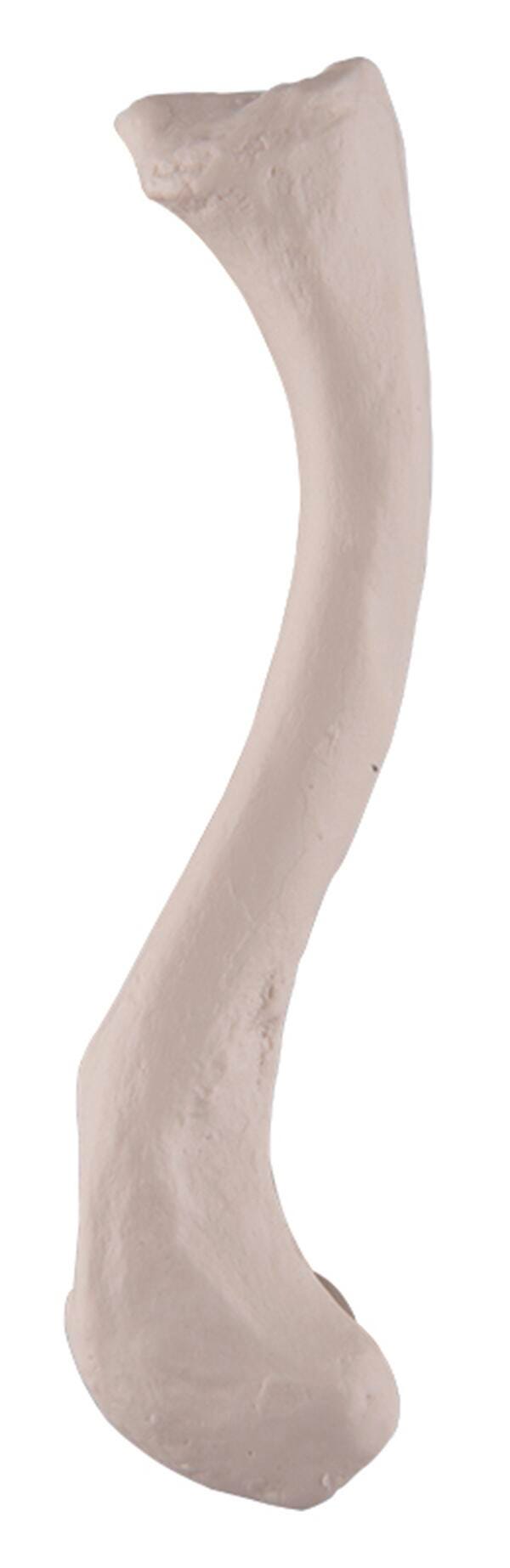 BONE LEFT CLAVICLE