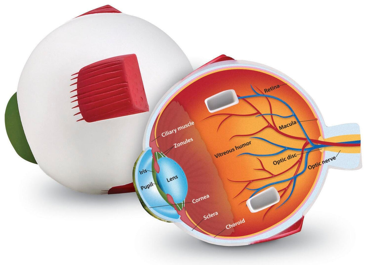 Eye Cross Section Viewmodel MODEL- EYE CROSS SECTION – Eduplan International