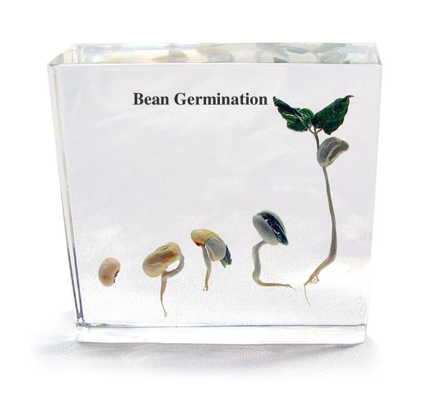 BEAN GERMINATION SPECIMEN BLOCK
