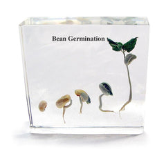 BEAN GERMINATION SPECIMEN BLOCK