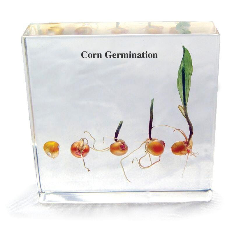SPECIMEN BLOCK CORN GERMINATION