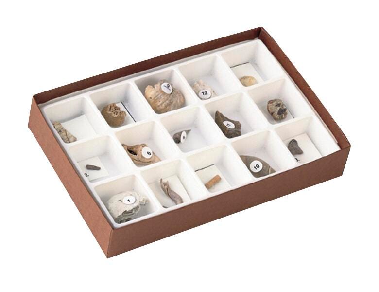 ROCK COLLECTION CENOZOIC FOSSILS