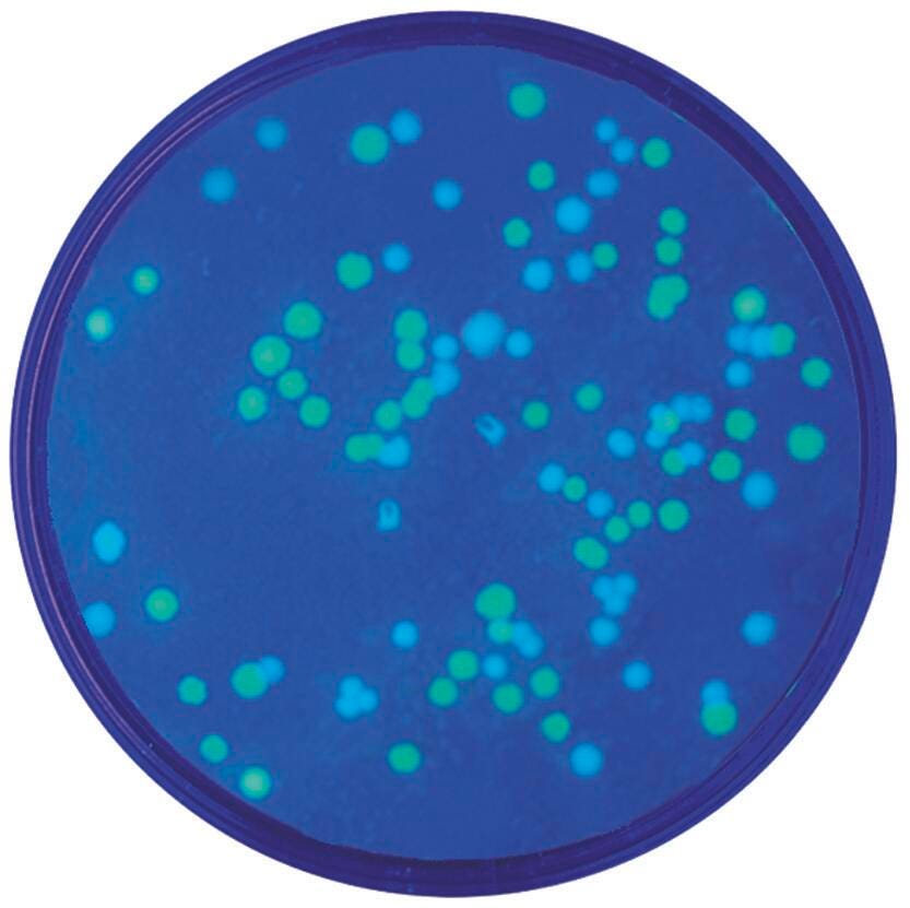 KIT TRANSFORMATION OF E.COLI WITH BLUE/GREEN FLUORESCENT PROTEINS