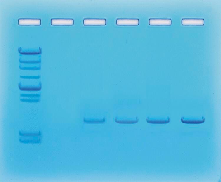 KIT PCR AMPLIFICATION OF DNA