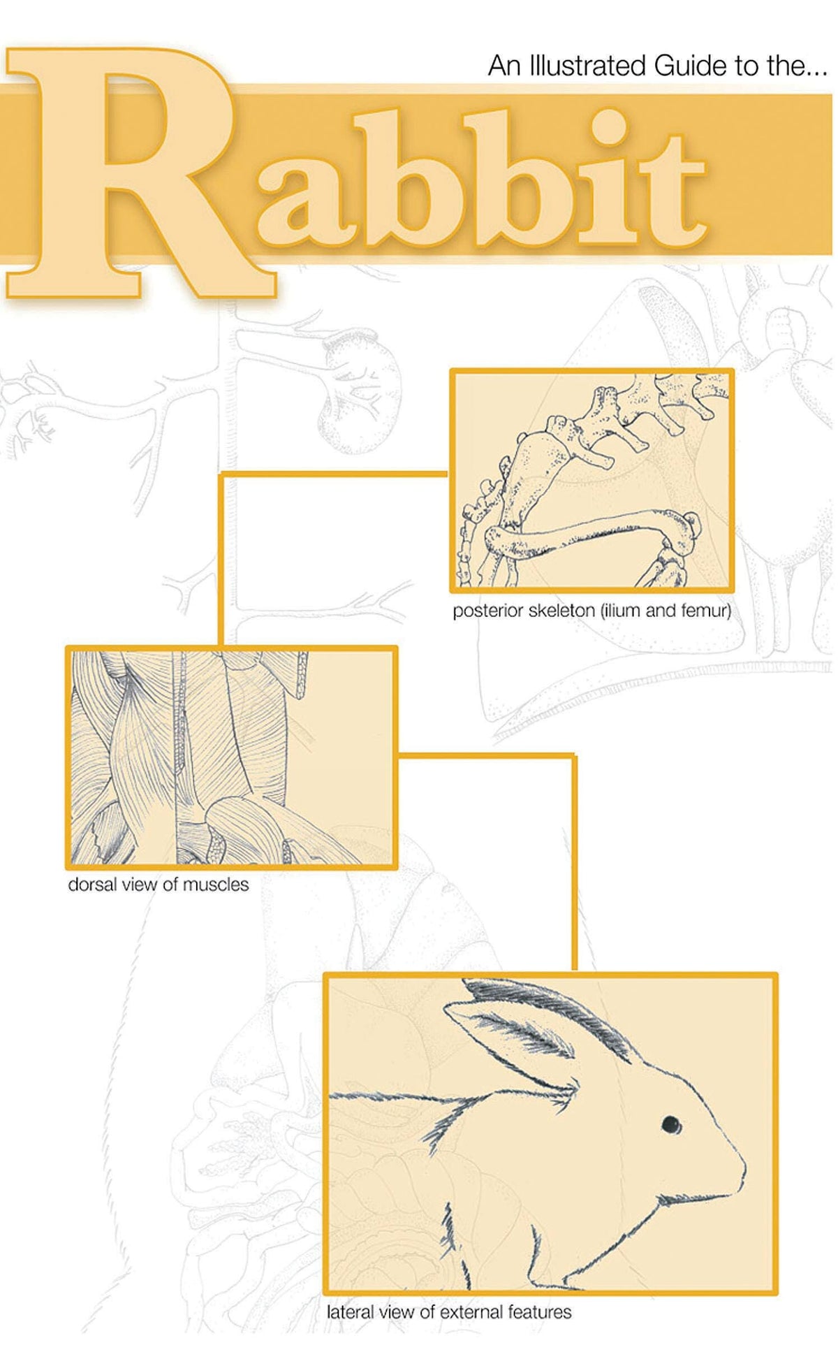DISC-GUIDE RABBIT DISSECTION