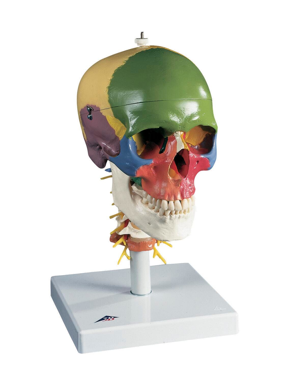 MODEL SKULL DIDACTIC/CERVICAL SPINAL
