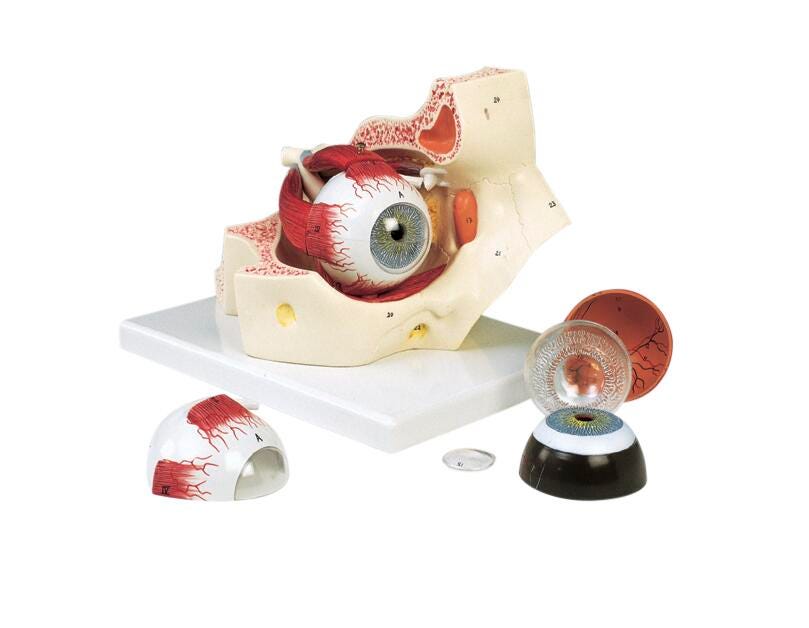 MODEL EYE IN ORBIT 3X FULL-SIZE 7-PART