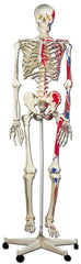 MODEL SKELETON HUMAN W/MUSCLE 67IN