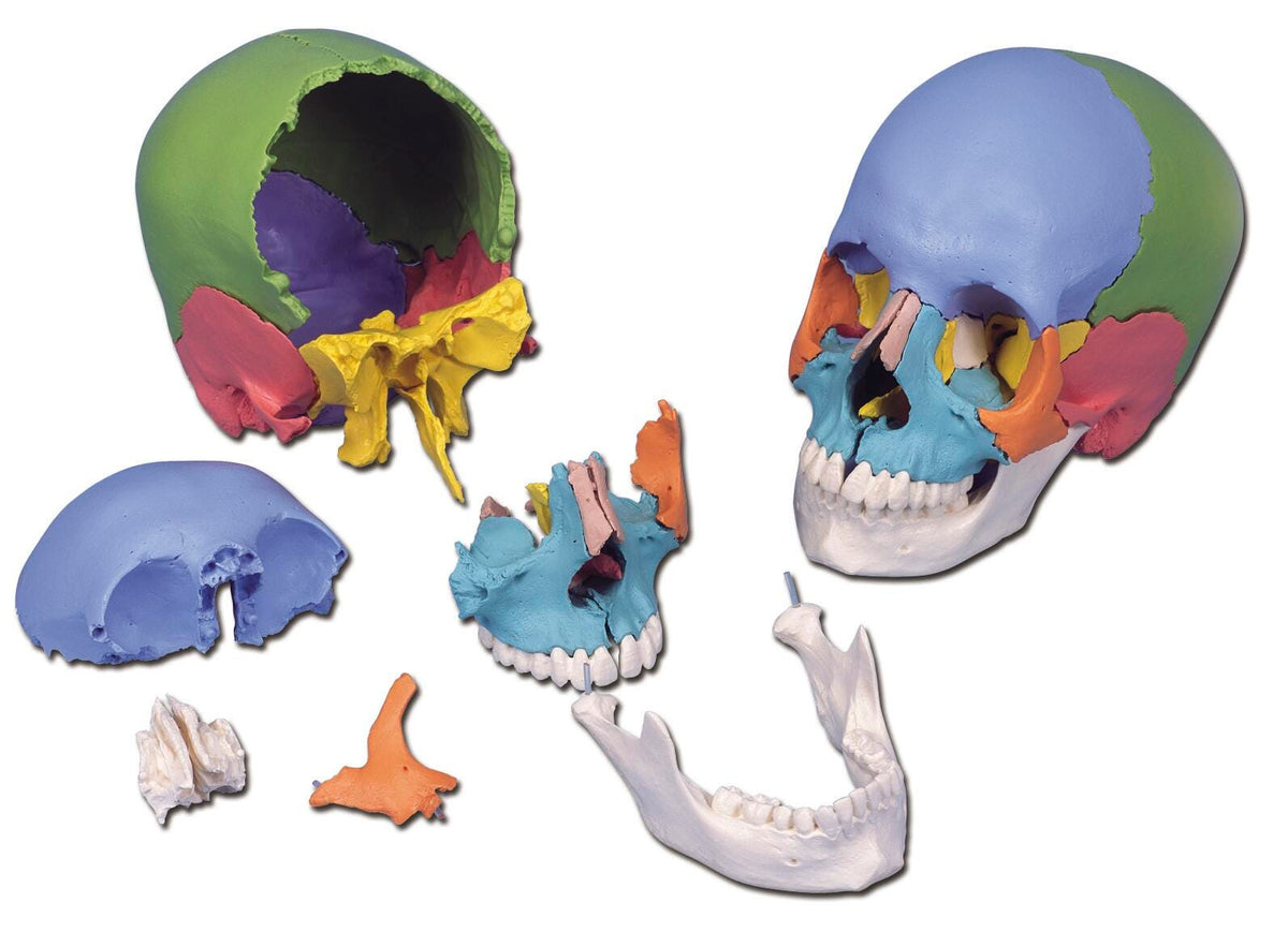 MODEL SKULL KIT