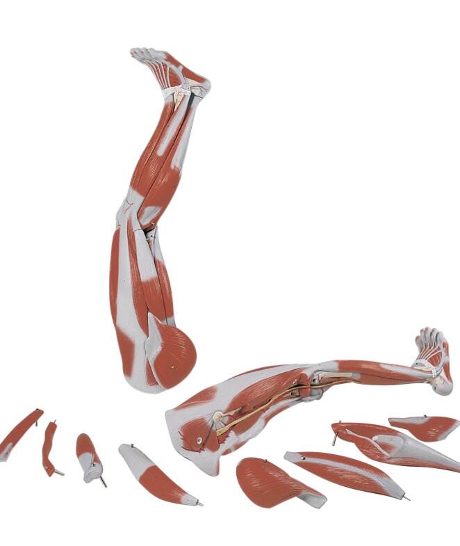 MODEL LEG MUSCLED 9-PART