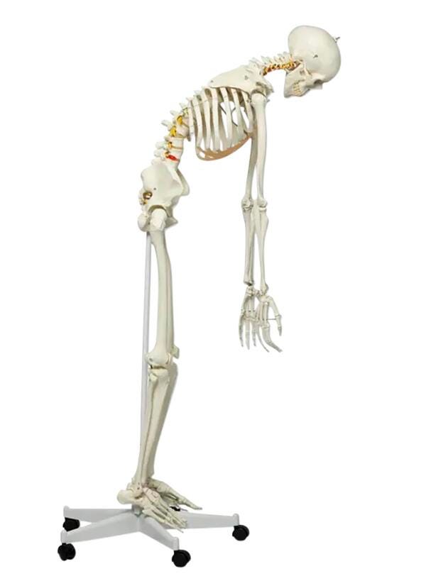 MODEL SKELETON FLEXIBLE SPINE 67IN