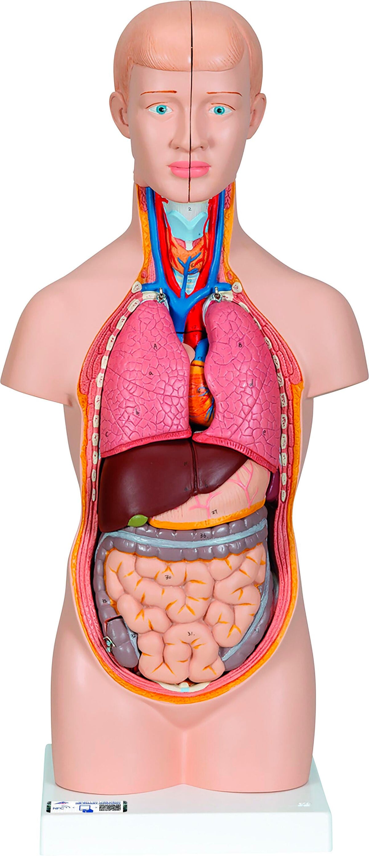 MODEL TORSO MINI 12-PART