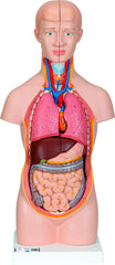 MODEL TORSO MINI 12-PART