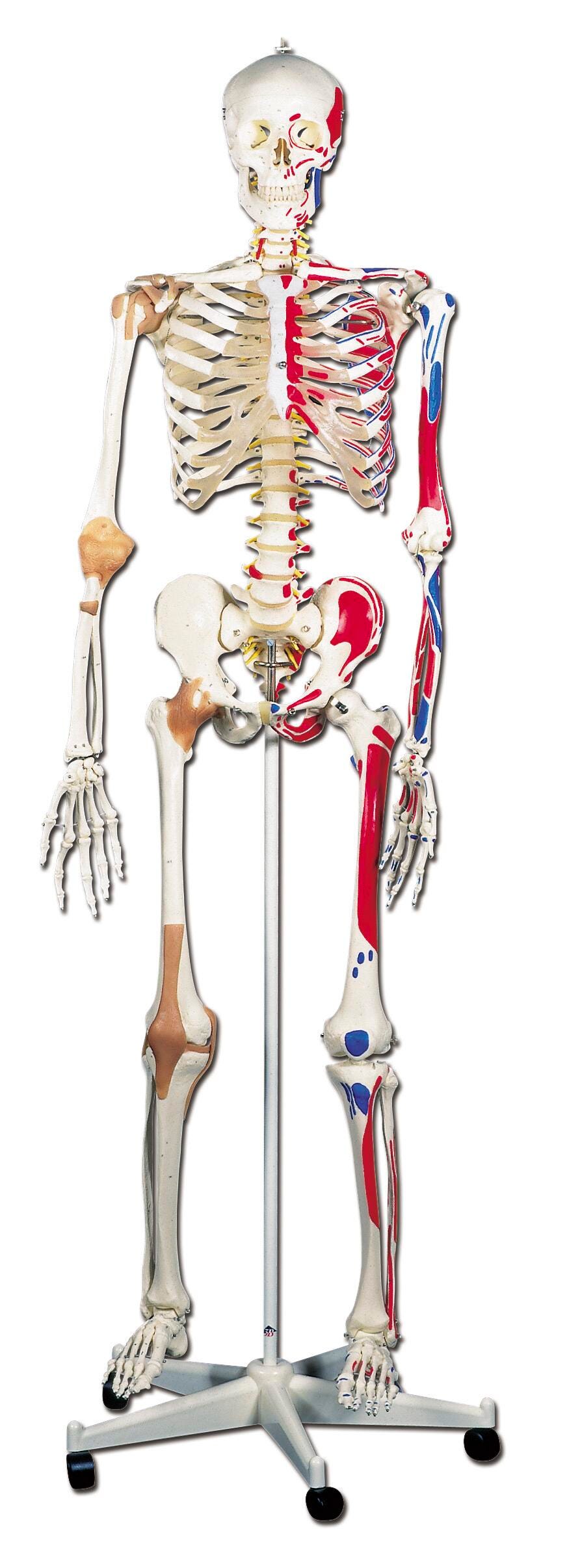 MODEL SKELETON HUMAN W/MUSCLE DELUXE 67IN