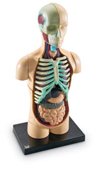 MODEL HUMAN BODY 31 PC