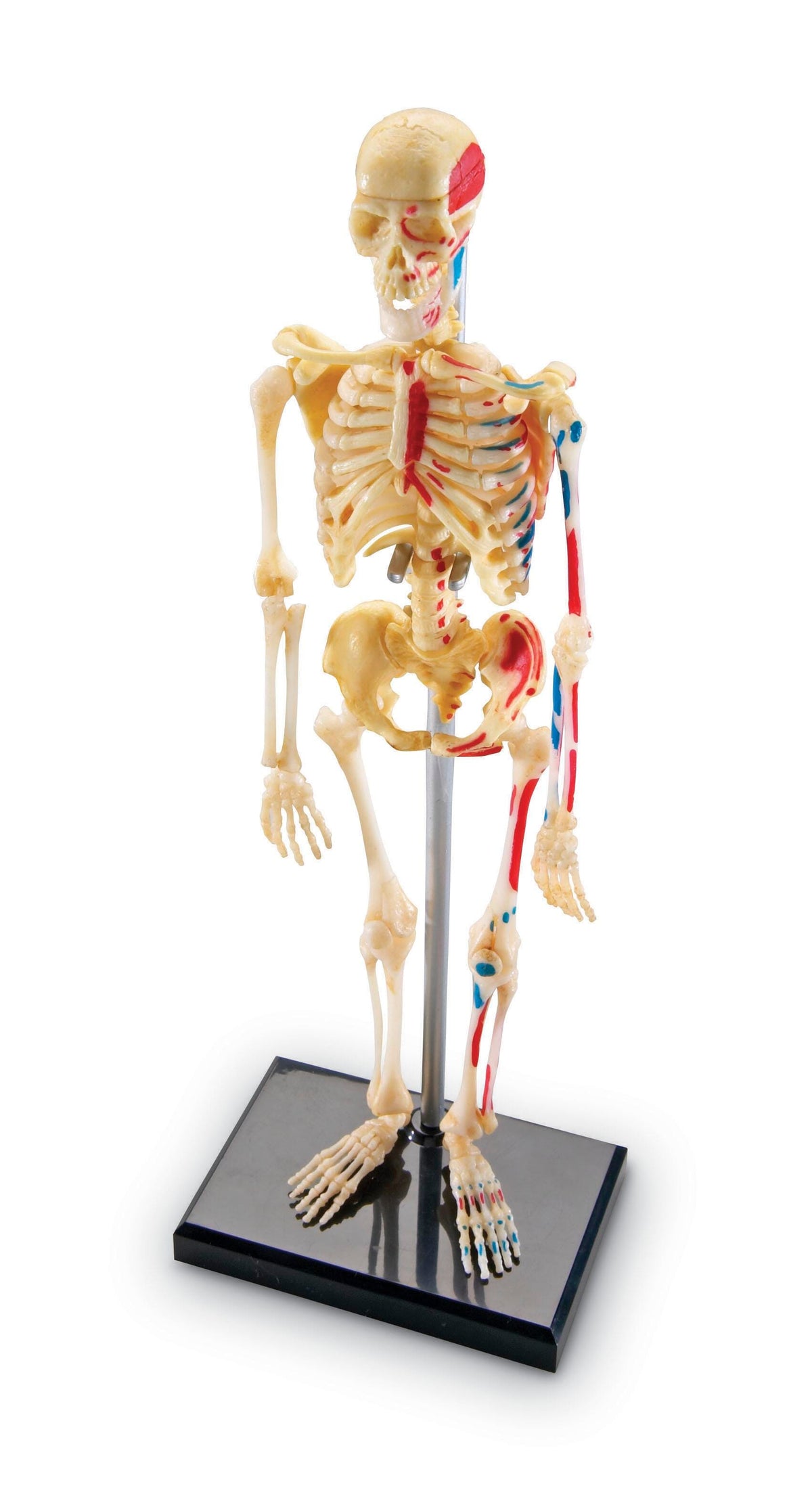 MODEL SKELETON 41 PC