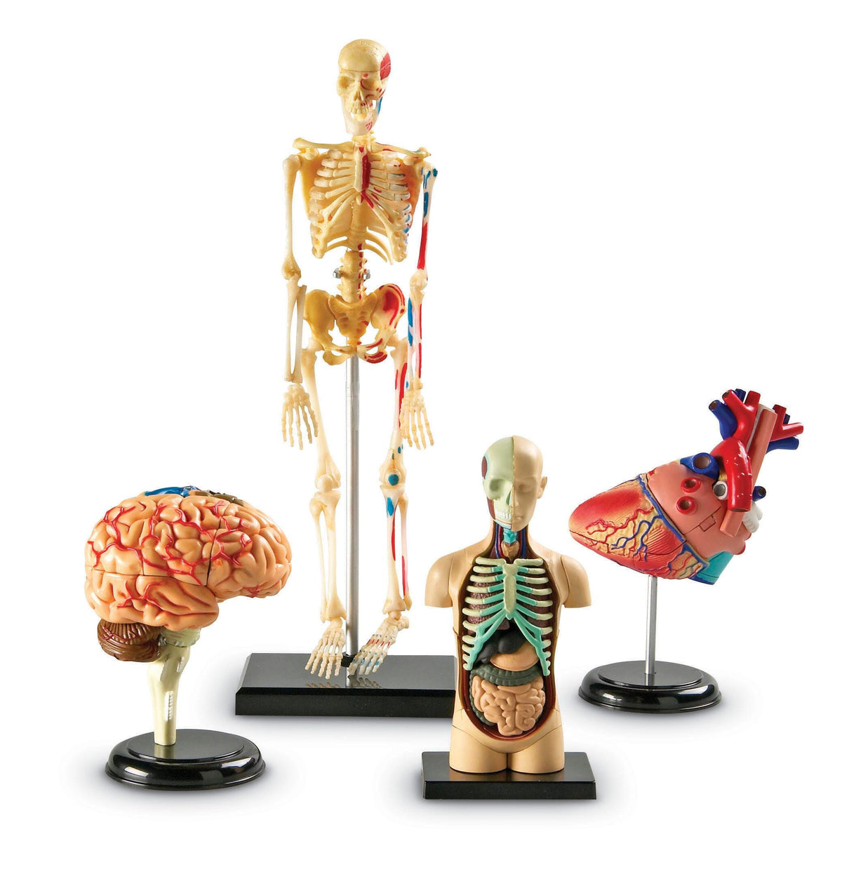 MODEL ANATOMY BUNDLE SET OF 4