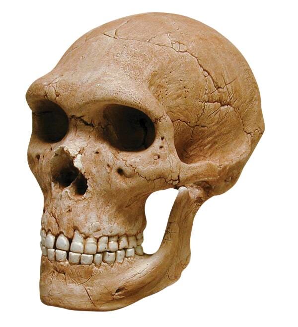 MODEL SKULL NEANDERTAL