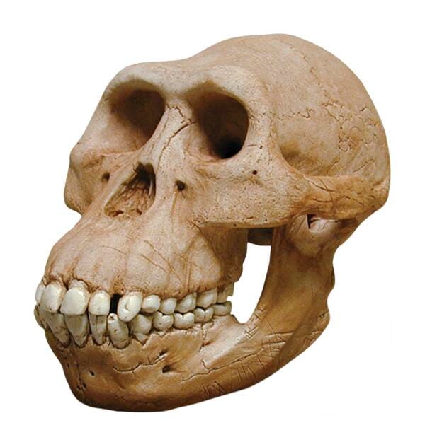 MODEL SKULL AUSTRALOPITHECUS