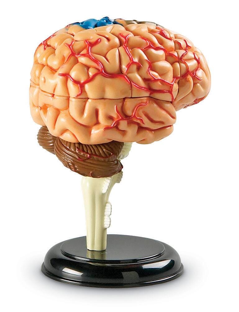 MODEL BRAIN LR
