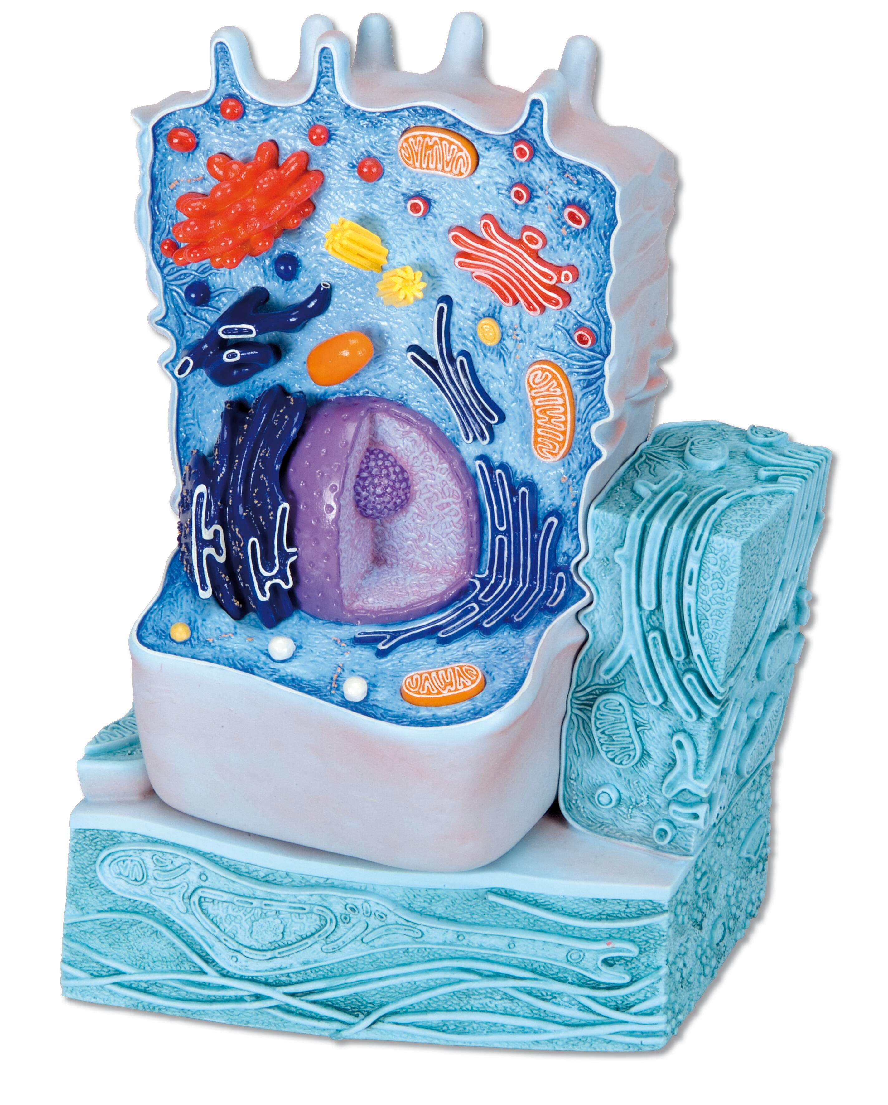 MODEL ANIMAL CELL 2-PART