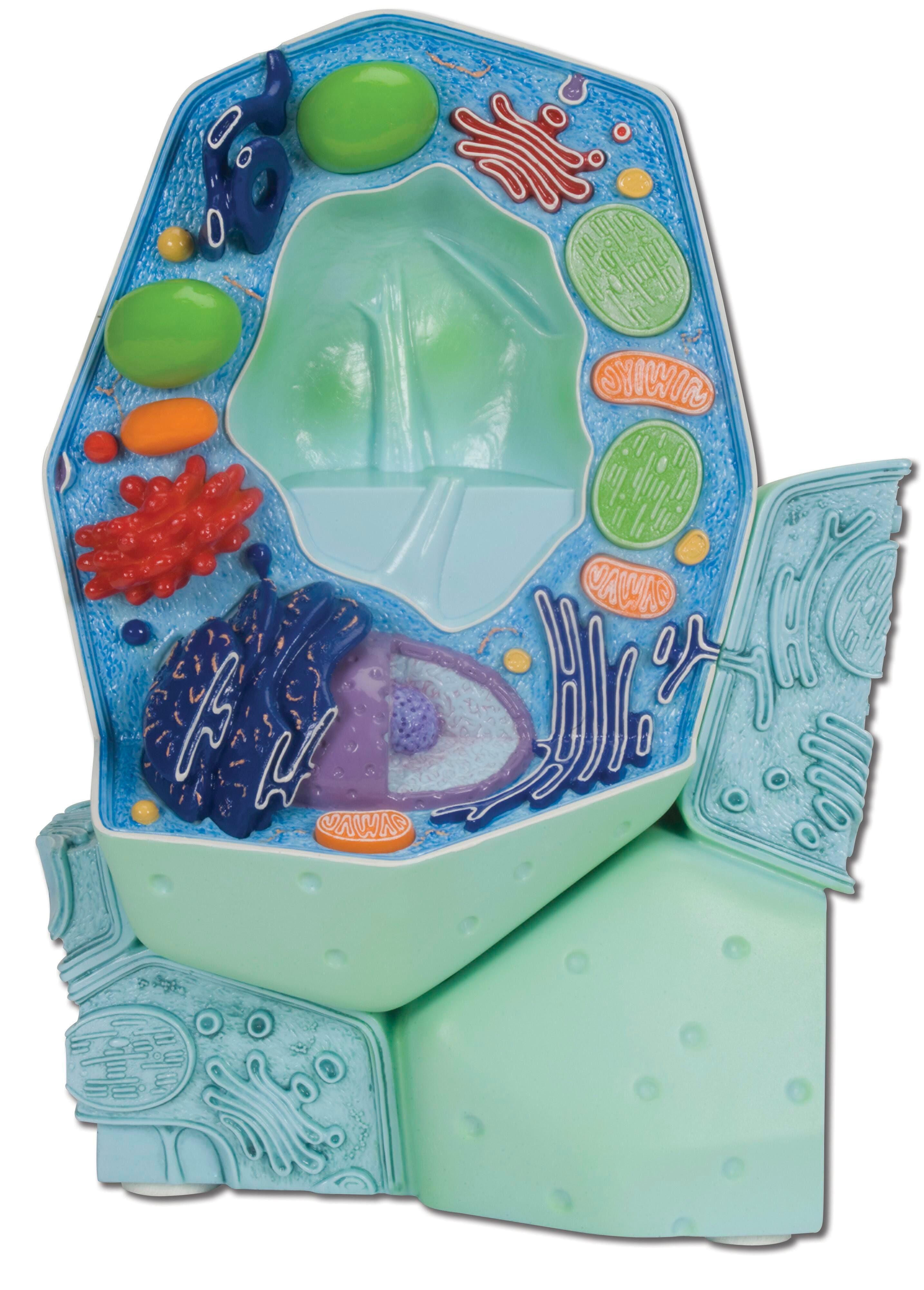 MODEL PLANT CELL 2-PART