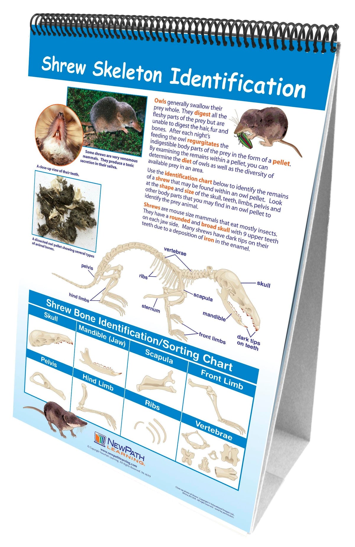 FLIP CHART MS OWLS + OWL PELLETS
