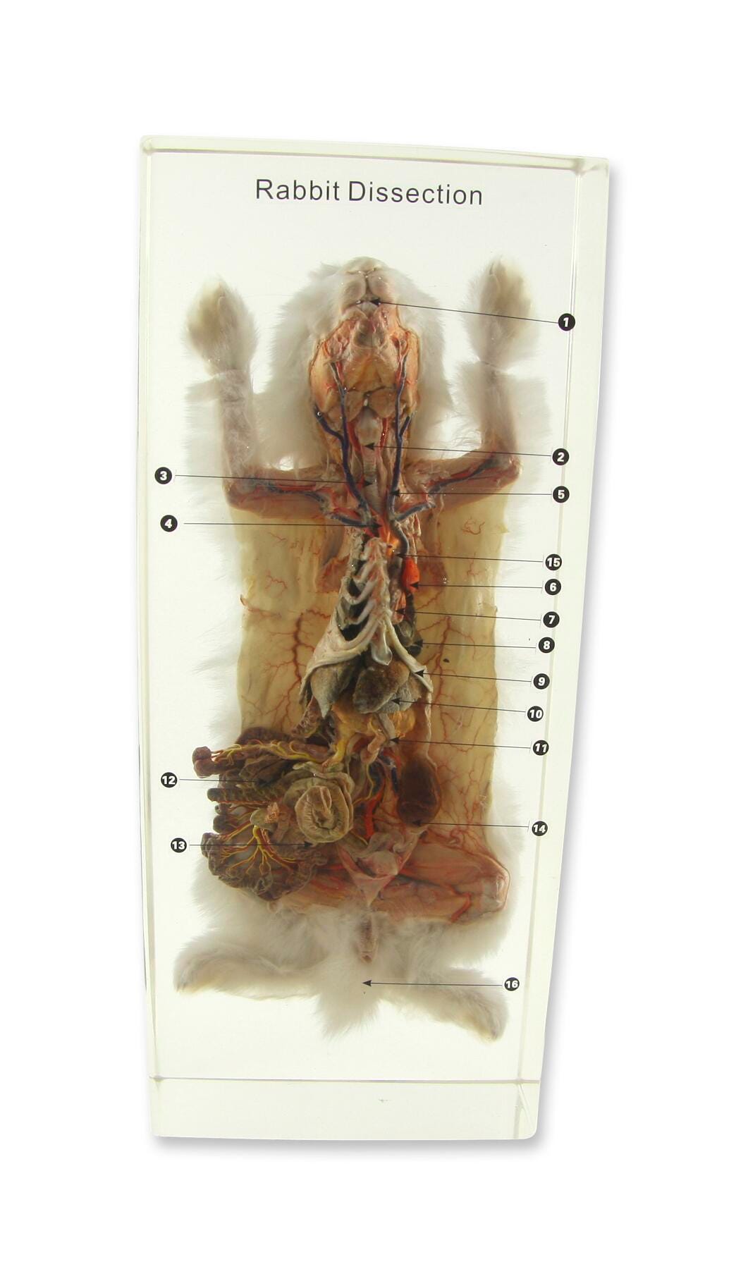 ACRYLIC MOLD RABBIT DISSECTION
