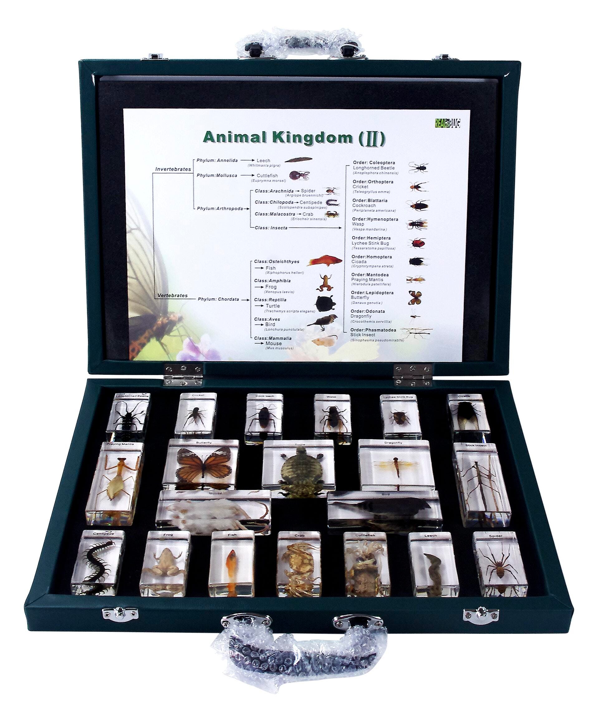 ACRYLIC MOLD ANIMAL KINGDOM SET OF 20