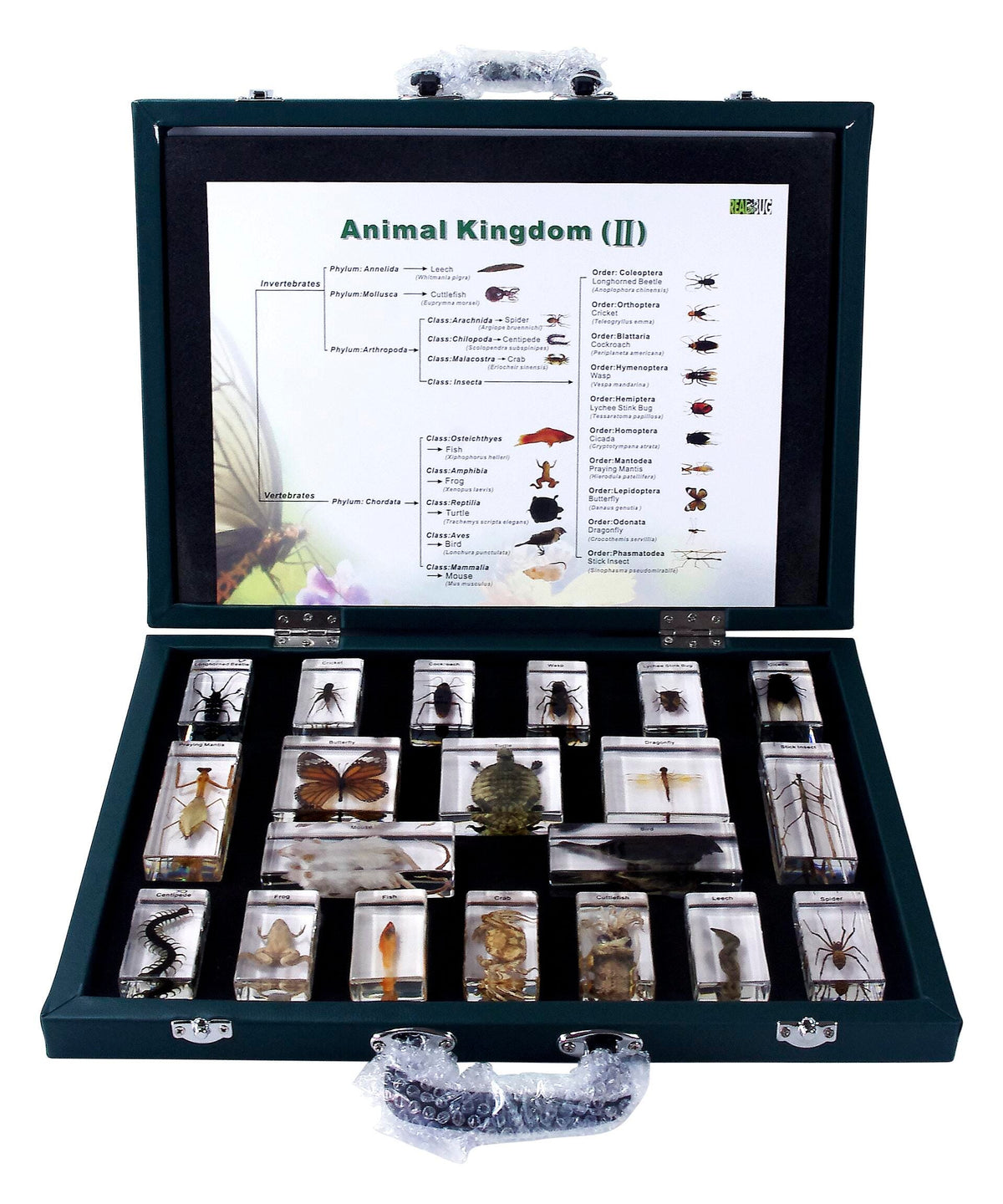 ACRYLIC MOLD ANIMAL KINGDOM SET OF 20