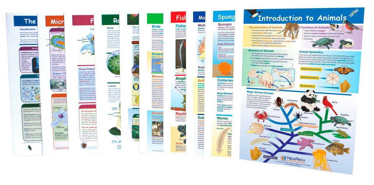 GUIDES VIS LEARN MS SIX KINGDOMS S/10